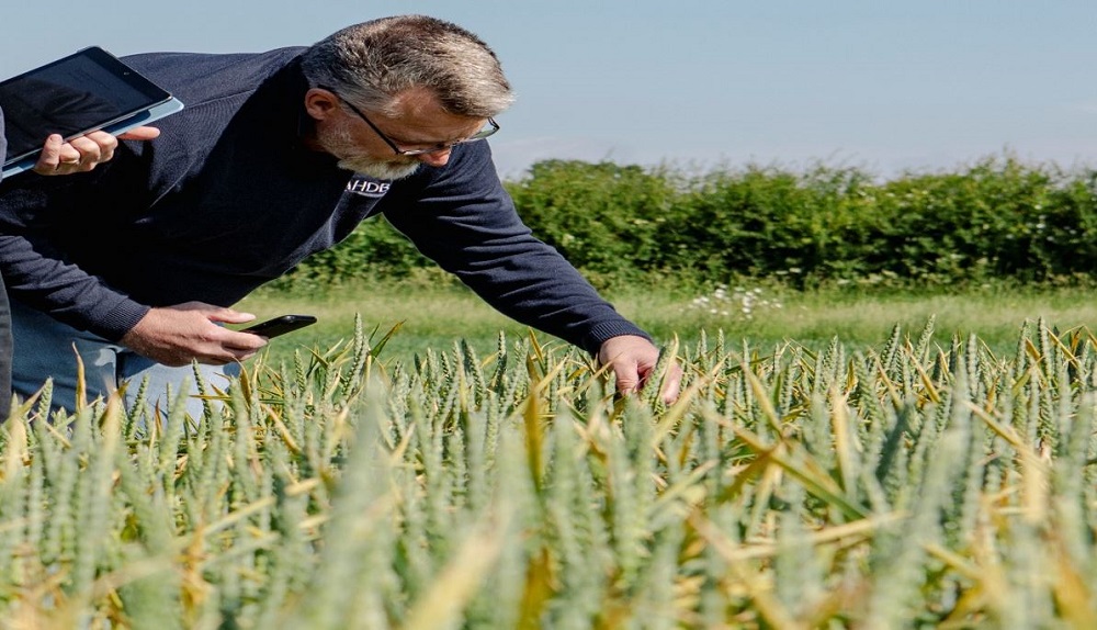 Inpecting disease in an RL winter wheat trial